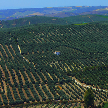 La hierba del suelo del olivar aumenta la capacidad del ecosistema como sumidero de CO2