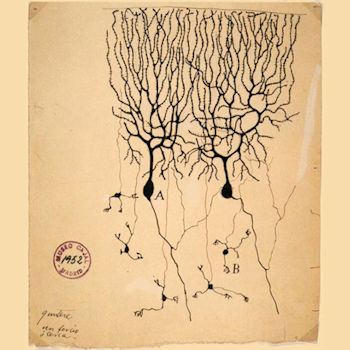 Dibujo de células de Purkinje (A) y células granulares (B) de paloma cerebelo por Santiago Ramón y Cajal, 1899; Instituto Cajal, Madrid, España. / WIKIMEDIA