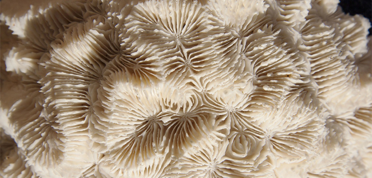 Esqueleto de coral. / stux (PIXABAY)