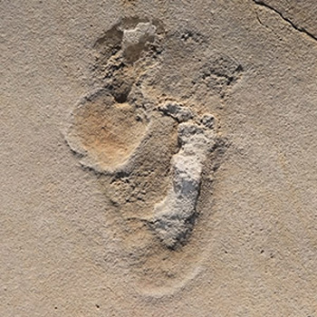 Huellas de 5,7 millones de años descubiertas por casualidad durante unas vacaciones en Creta. / ndrzej Boczarowski (Universidad de Uppsala)