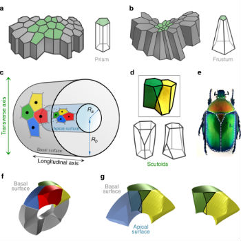 Los escutoides (d) tienen superficies curvadas y al menos un vértice en un plano distinto a las dos bases. Adoptan su nombre de una pieza (e) del tórax de escarabajos / Nature Communications