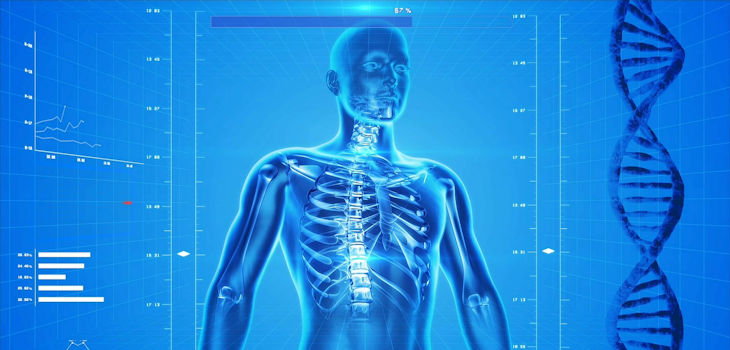 Descubren un sistema circulatorio oculto dentro de los huesos