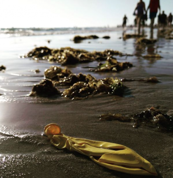 Macintosh HD:Users:Gonzalo:Google Drive (cm.ecologyresearch@gmail.com):CMER:Fotos:PlasticFam:PlasticFam8.png