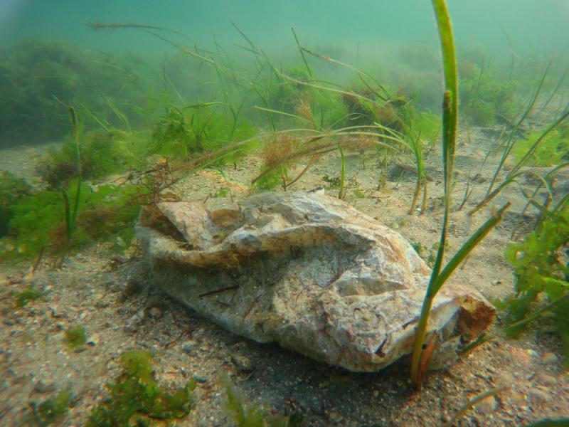 Macintosh HD:Users:Gonzalo:Google Drive (cm.ecologyresearch@gmail.com):CMER:Fotos:PlasticFam:PlasticFam9.JPG