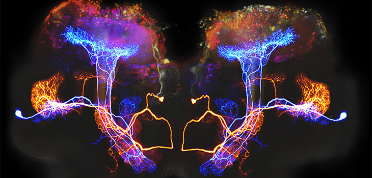 Composición de imagen que muestra dos neuronas que procesan la información de los olores. / Mark Stopfer, National Institute of Child Health and Human Development, NIH (FLICKR)