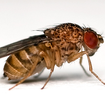 Bacterias intestinales que dictan a su huésped el menú