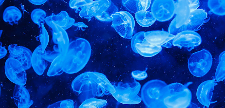 Limpiar los plásticos del agua con filtros de medusas