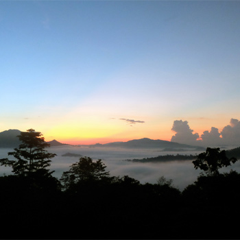 Bosques en Borneo (Malasia). / CSIC
