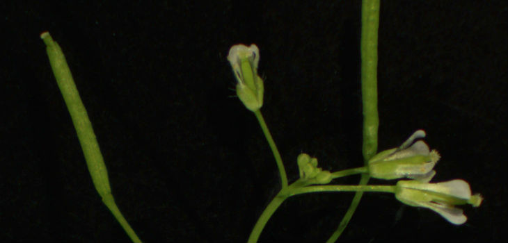 Ejemplar de planta Arabidopsis. / INSTITUTO DE AGROBIOTECNOLOGÍA