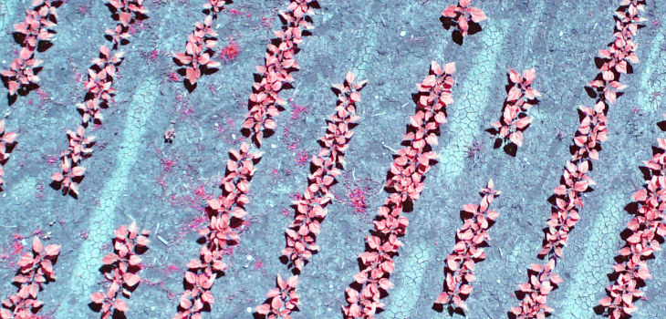Imagen aérea de cultivos de girasoles. / IAS