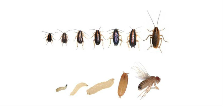 Ciclo vital de 'Blattella germánica' (arriba) y de la 'Drosophila melanogaster' (abajo). / CSIC