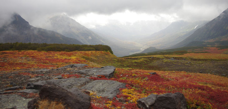 Paisaje típico de la tundra ártica, dominada por vegetación baja. / CSIC
