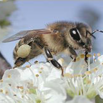 La conservación de los polinizadores logra beneficios con los márgenes de cultivo