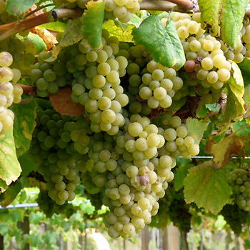 Uvas Albriño. / Juantiagues (FLICKR)