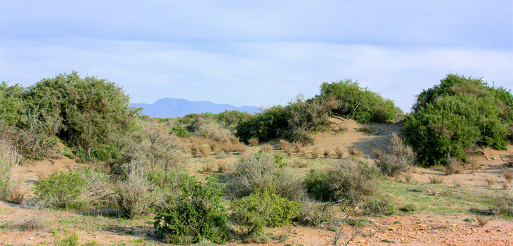 Ejemplares de Cambrón y Arto en la zona costera de Almería / CSIC