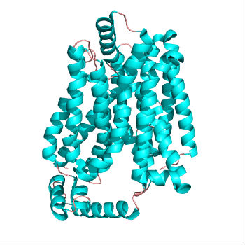 Estructura cristalina del transportador de glucosa humana GLUT1. / A2-33 (WIKIMEDIA)