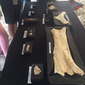 Restos fósiles hallados en los yacimientos de Orce (Granada). / Universidad de Granada