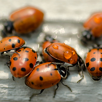 Mariquitas. / John Fowler (WIKIMEDIA COMMONS)