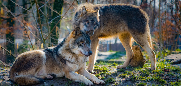 La historia de los lobos de Yellowstone es la que aparece siempre como ejemplo para ilustrar cómo puede afectar la inclusión o la desaparición de una especie en un ecosistema. / 4931604 (PIXABAY)