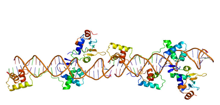 Estructura de la proteína PAX8. Basado en la representación PyMOL de PDB 1k78. / Emw (WIKIMEDIA, CC BY-SA 3.0)