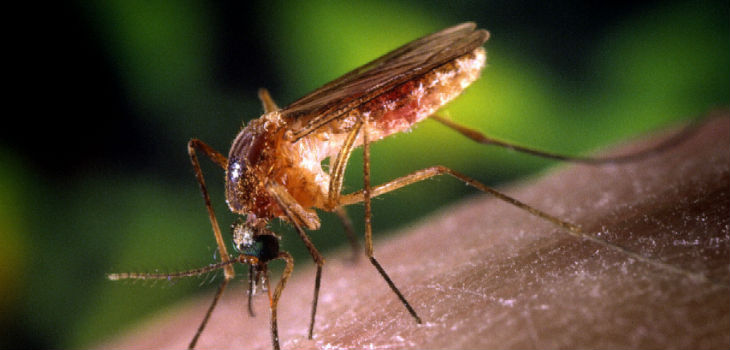 Desarrollan un método más barato y efectivo para detector mosquitos con zika / James Gathany, William Brogdon, USCDCP (PIXNIO)