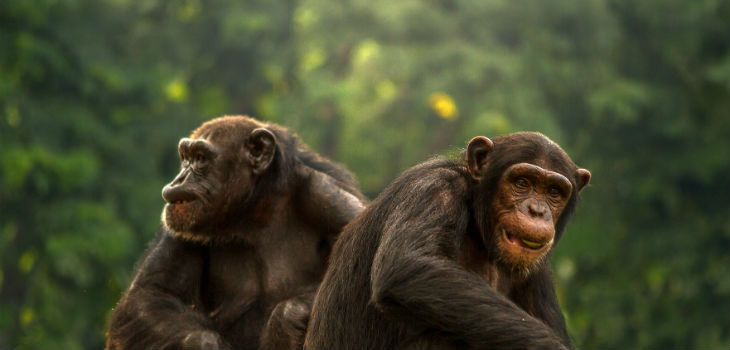 Proponen nuevo enfoque en el estudio con primates para estudiar evolución del lenguaje. / sasint (PIXABAY)