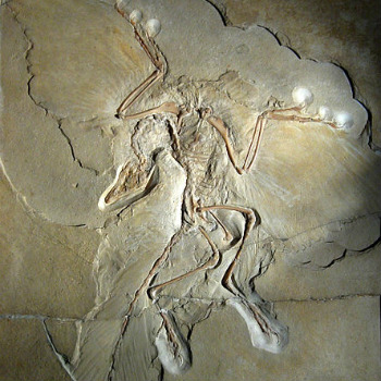 Archaeopteryx expuesto en el Museo Natural de Berlín. Eoalulavis también conservaba el álula, las tres o cuatro plumas unidas al primer dedo de la mano que indicaban que su vuelo era mucho más evolucionado que el de Archaeopteryx. / H. Raab (User: Vesta) (WIKIMEDIA)
