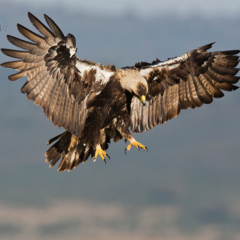 Águila imperial ibérica. / José Luis (FLICKR)