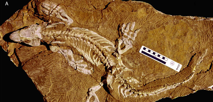 Espécimen holotipo de Orobates pabsti (MNG 10181) ubicado en el Museum der Natur Gotha, Stiftung Schloß Friedenstein, Alemania. / John A. Nyakatura et al., 2015 (WIKIMEDIA, CC BY 2.5)