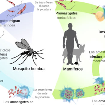 Leishmania, no solo en tu mascota