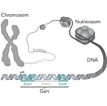 Representación esquemática de una región codificada de un segmento de ADN. / 	Thomas Splettstoesser (Wikimedia)