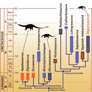 Cladograma de Diplodocoidea. / Sereno PC, Wilson JA, Witmer LM, Whitlock JA, Maga A, et al. (WIKIMEDIA)