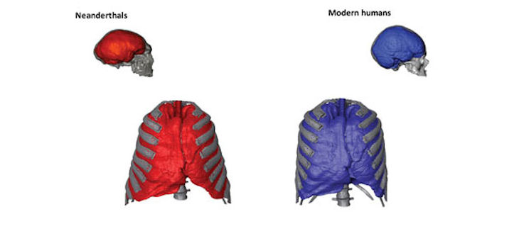 Forma del tórax y los pulmones en vista frontal de los humanos modernos y neandertales, así como una imagen de sus cerebros en la vista lateral. El tórax y el cráneo neandertales pertenecen a Kebara 2 y Guattari 1, respectivamente. El tórax y el cráneo de humanos modernos pertenecen a un promedio de cuatro humanos modernos y a un individuo, respectivamente. / Imágenes de los cráneos proporcionadas por el Dr. García Tabernero (MNCN)
