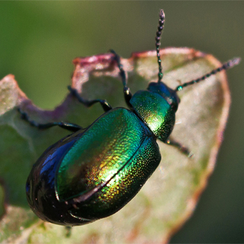 Escarabajo. / Mark Robinson (FLICKR)