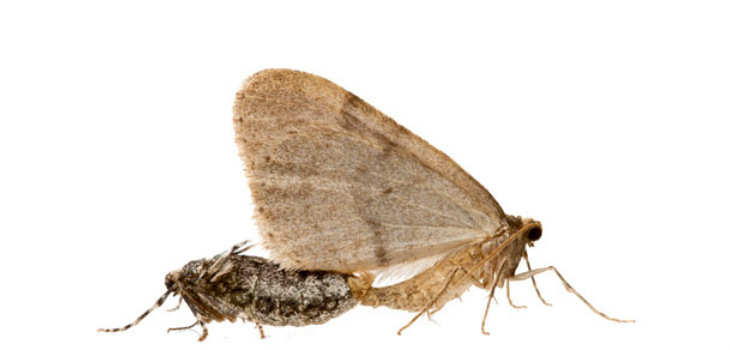 Hembra y macho de la polilla de invierno, Operophtera brumata. / MNCN-CSIC