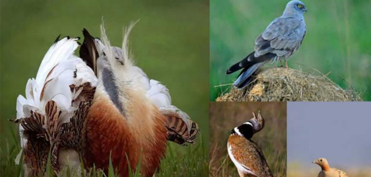 Especies emblemáticas de los campos de cultivos mediterráneos objeto del estudio. De izquierda a derecha y de arriba abajo: avutarda, aguilucho cenizo, sisón y ganga ortega / J. Falagán, A. López y C. Palacín 