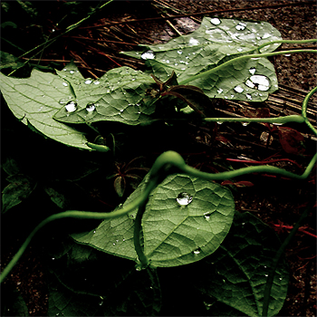 Descubren cómo identificar los suelos que pueden almacenar más carbono