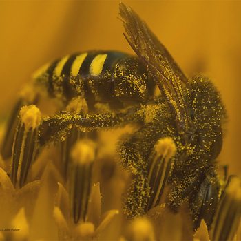 Aumento de machos en colonias de abejas sin aguijón provocan muerte de la reina