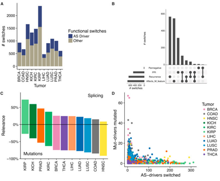El 'splicing' alternativo, un importante mecanismo en cáncer