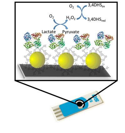 Desarrollan un biosensor para la determinación directa de lactato en alimentos