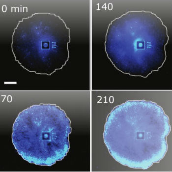 La imagen muestra las oscilaciones de los biofilms de Bacillus subtilis mediante la fluorescencia emitida por el colorante de potencial de membrana Thioflavin T. / UPF