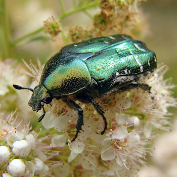 Cetonia aurata es un coleóptero conocido como escarabajo de las rosas o "rose chafer" por los angloparlantes.