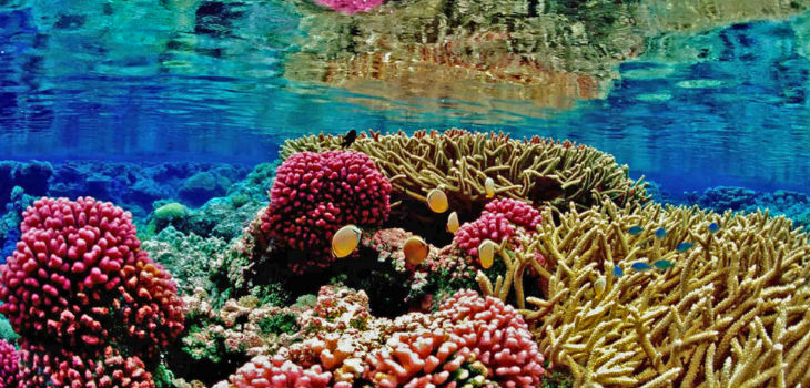 Los arrecifes de coral reducen a la mitad los daños de las inundaciones. / Chaos07 (PIXABAY)