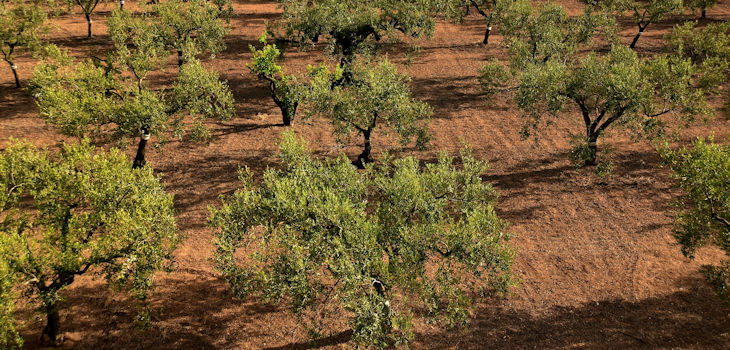 Predecir el comportamiento del cultivo del olivo ante el cambio climático