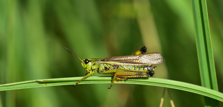 No sin los herbívoros: cuando ellos faltan, sus ecosistemas colapsan