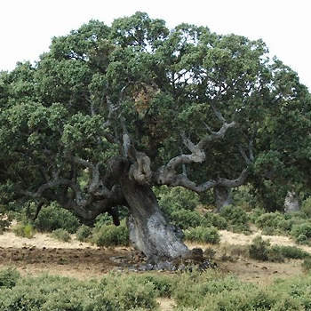 Quercus rotundifolia. / Kevin T. (WIKIPEDIA)