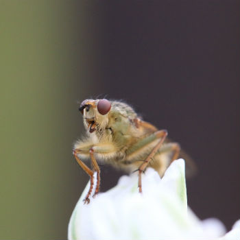Algoritmos para localizar los centriolos en la célula