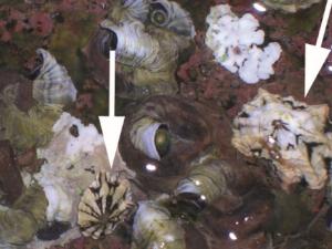 2023_03_02_Lapas_Chafarinas_im