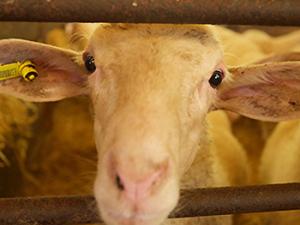 Los lentivirus no afectan a todos los animales de un rebaño por igual