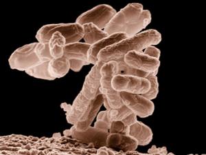 Demuestran que las bacterias también aprenden a base de estímulos